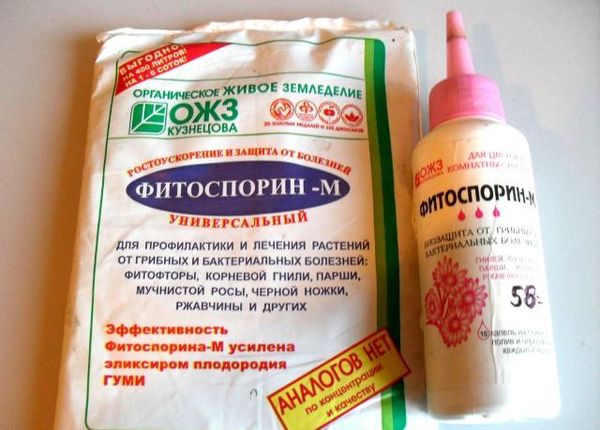  O tratamento com fitosporina é recomendado para prevenir a fitoftora.