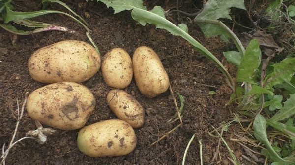  Siderates for potatoes