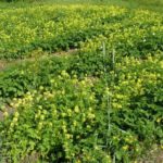  White mustard