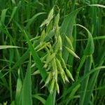  Oats