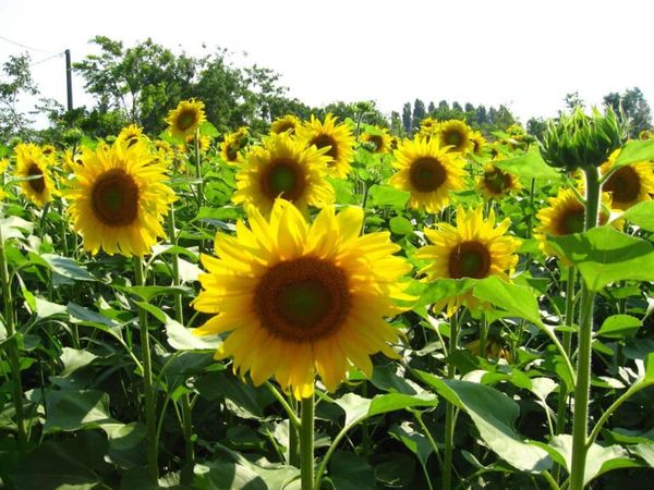 Sunflower can not be used as a siderata for potatoes