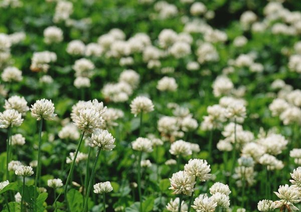  Clover