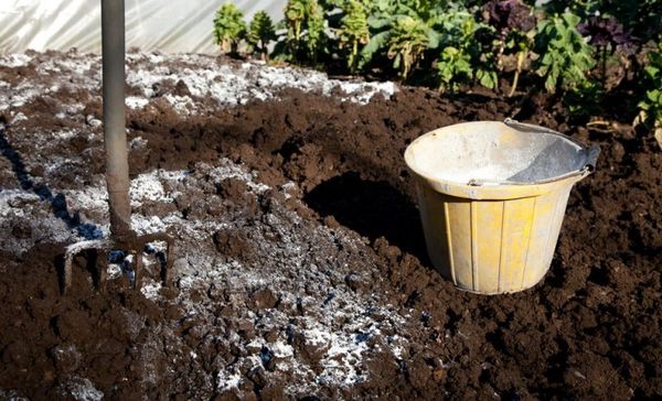  With increased acidity, it is necessary to lime the soil before planting green manure.