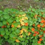  Nasturtium