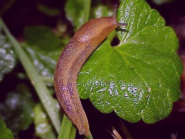  lumache