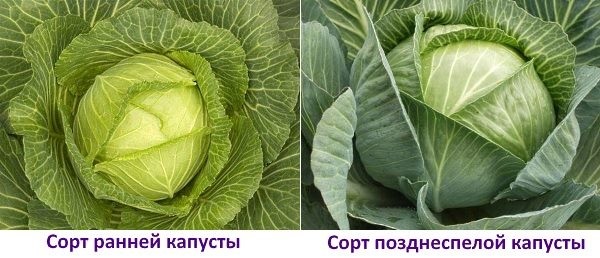 Punctele tari și punctele slabe