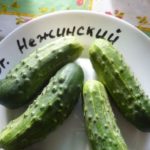  Nezhinskii