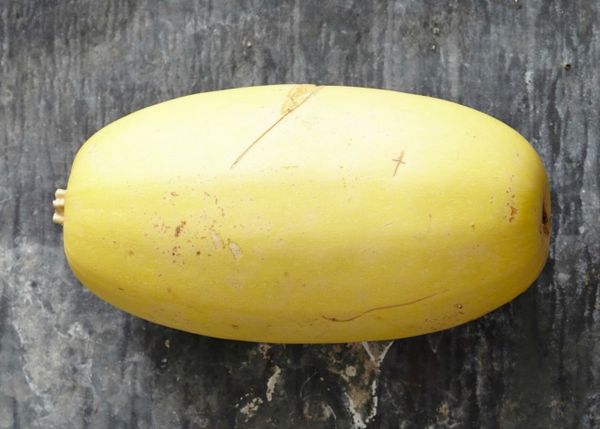  La zucca di spaghetti ricorda il melone o la zucca oblunga