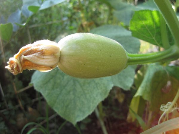  Innaffiature frequenti contribuiranno alla crescita del verde e non alla maturazione dei frutti.