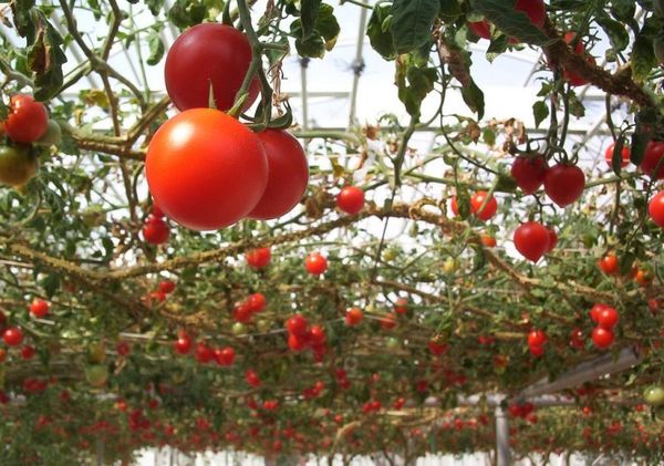  Uma das vantagens é a beleza da fruta e a versatilidade de seu uso.