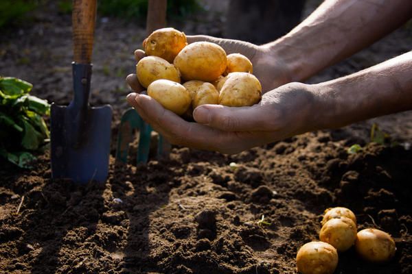  Terms of planting potatoes
