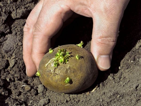  Il periodo consigliato per piantare patate in Baschiria è metà maggio