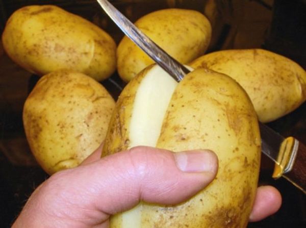  L'opzione migliore è tagliare grandi tuberi per piantare e non usare quelli piccoli.