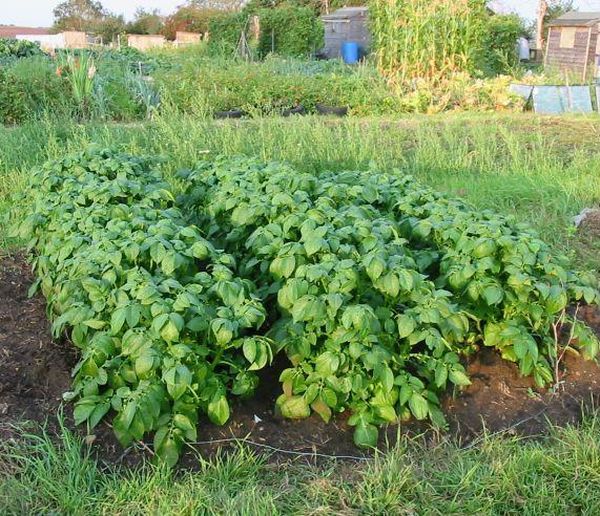  Dopo 1-2 anni di piantare patate in un posto, la raccolta inizia a ridursi