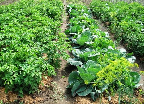  Le patate sono ben combinate con cavoli