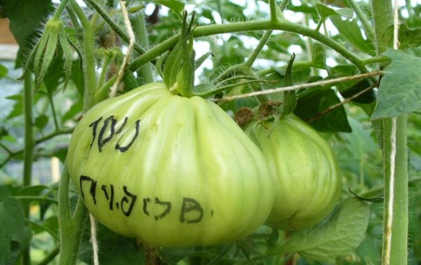  Tomate Cem Poods