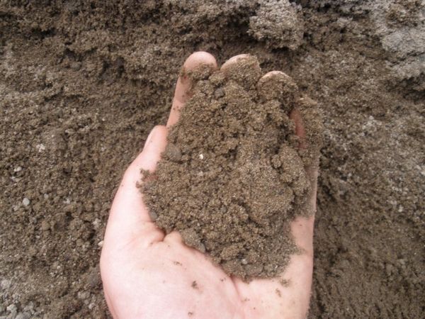  Terreno adatto: terriccio o terriccio sabbioso