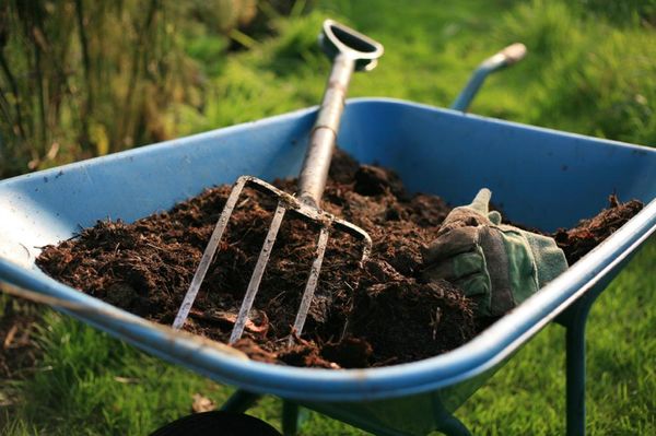  Il letame può ridurre notevolmente la resa delle barbabietole