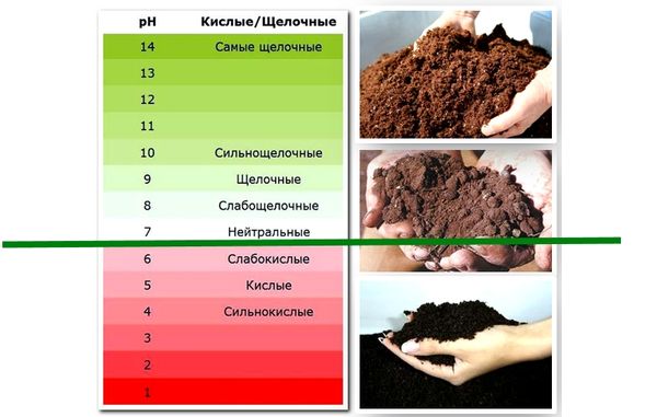  Tabella di acidità del suolo nell'analisi con carta tornasole