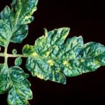  Come trattare con il mosaico del tabacco