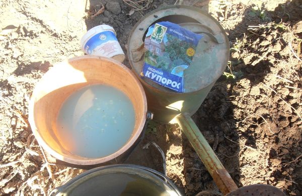  Antes de plantar mudas de Titã no solo, o solo é eliminado por sulfato de cobre
