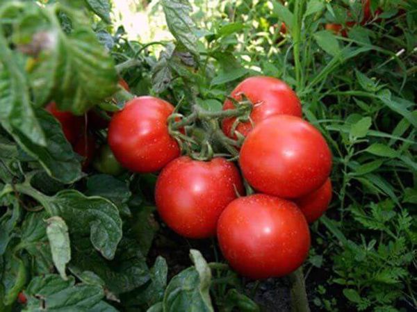  Variedades de Tomate Tolstoy