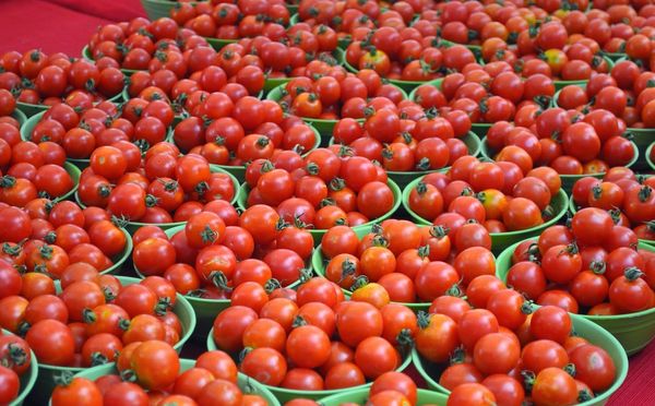  O rendimento médio de tomate Tolstoy é de cerca de 5 kg por 1 m².