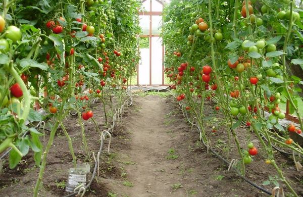  Quando cultivada em estufa, a formação deve ser em 1-2 hastes, na rua - em um