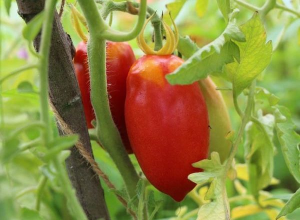  Tomate Pimienta