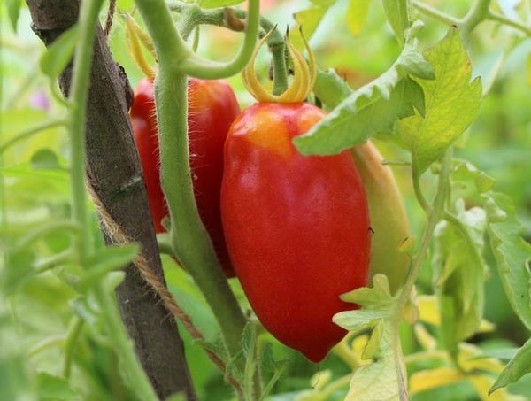  Pepper Tomato