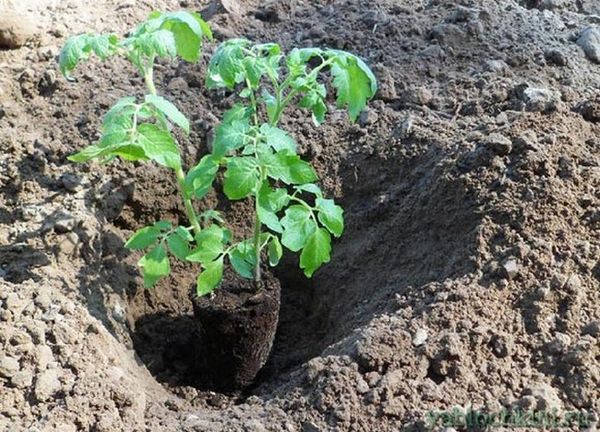  Plantarea răsadurilor în sol produsă de sistem 70h50 cm