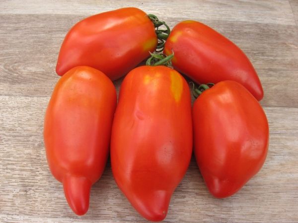  Perioada de fructe - de la mijlocul lunii iulie până la sfârșitul lunii octombrie