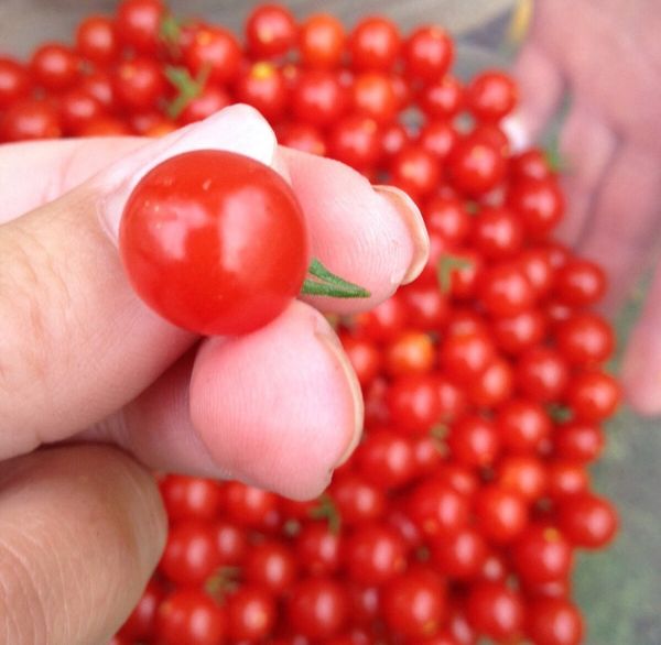  O peso médio da fruta é de 17 gramas