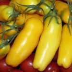  galben