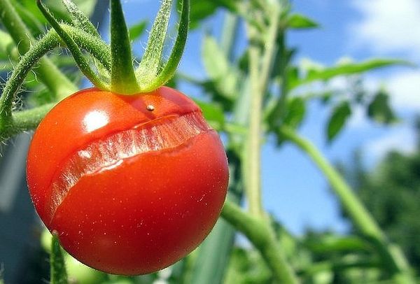  Com excesso de grau líquido sofre quebra de frutas