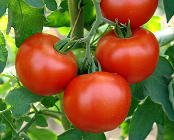  La masa de frutos de la variedad es de unos 80-100 gramos.
