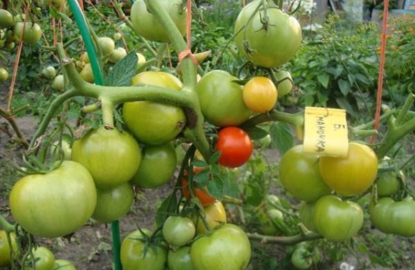  Tomates verdes mamãe grande