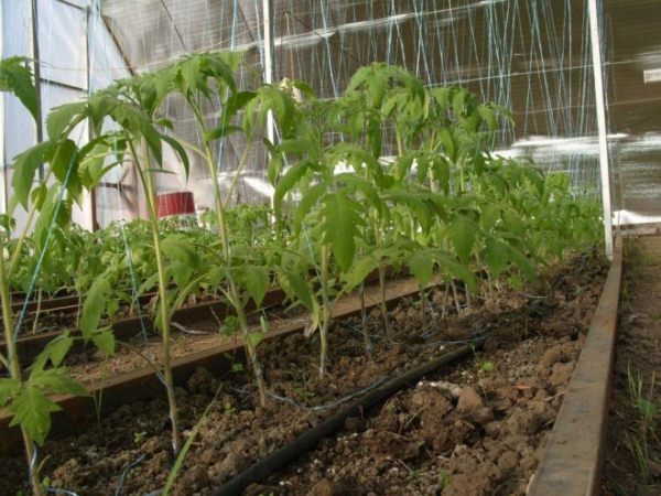  Ao cultivar um tomate Khlebosolny em estufas ou estufas, os arbustos devem ser amarrados