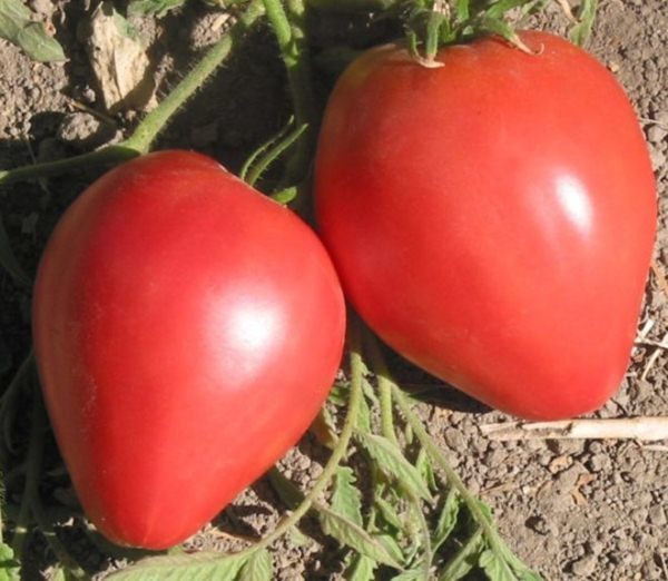  Lazyayka de tomate é projetado para crescer nas duras condições climáticas da Rússia central