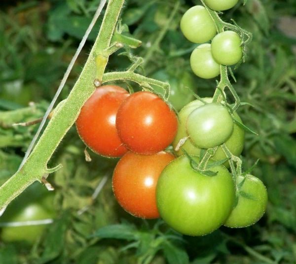  Variedades de tomate Leopold cuidado despretensioso