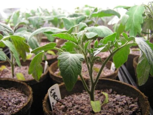  Mudas de tomate Leopold em vasos de turfa