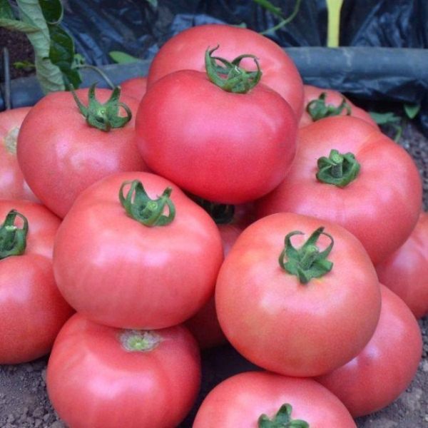  Os frutos de alecrim de tomate contêm grandes quantidades de vitamina A