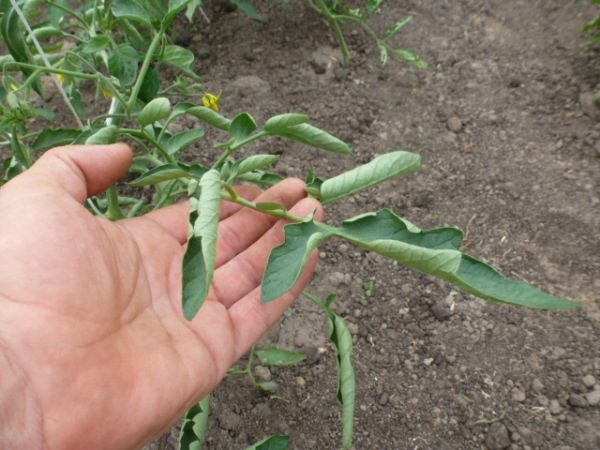  A razão para torcer as folhas de tomate indica uma falta de cobre no solo