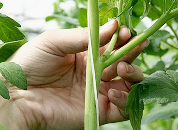  Forma de mato de tomate Mazarini em 1 caule, brotações laterais e folhas inferiores devem ser removidas