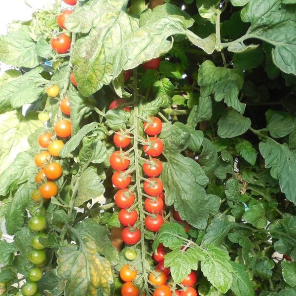  Tomate Rapunzel maduro