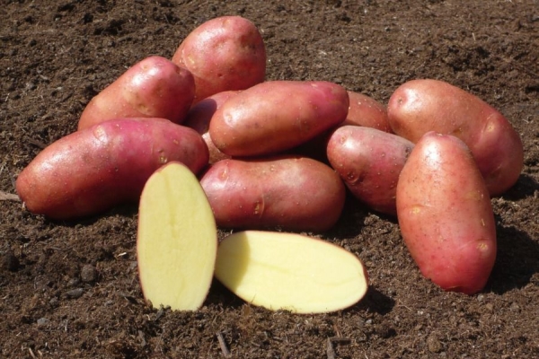 Descrizione e caratteristiche delle varietà di patate Red Fantasy, semina e cura