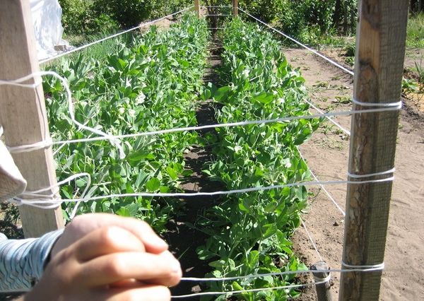  Formas de cultivar tomates