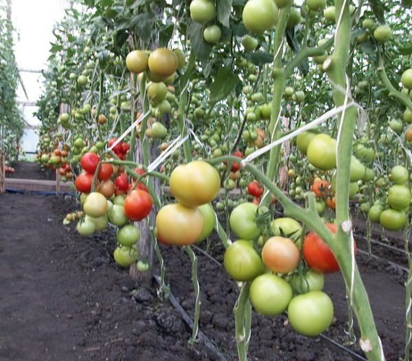  Objetivo do tomate garter
