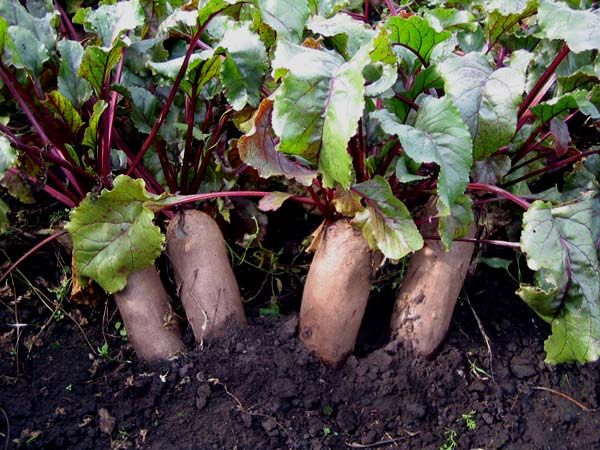  Le migliori varietà di barbabietole rosso scuro