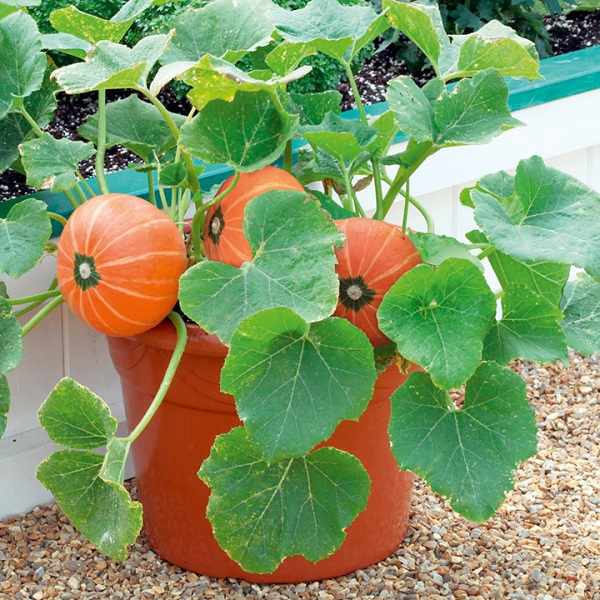  Piantare semi di zucca in una pentola